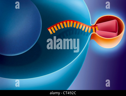 L'interferenza del RNA Foto Stock