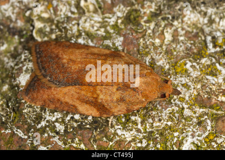 Luce femmina marrone falena Apple (Epiphyas postvittana) Foto Stock