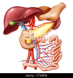 Trapianto di pancreas, disegno Foto Stock