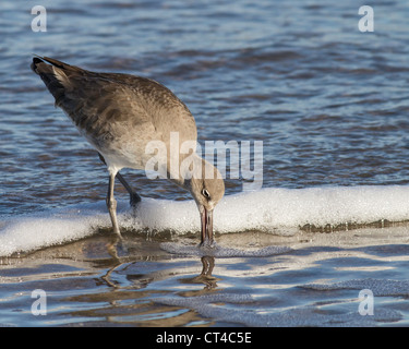 Willet (tringa semipalmata) foraggio sul surf slallow ad Amelia Island vicino a Jacksonville, Florida, Stati Uniti d'America. Foto Stock