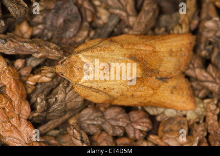 Marrone chiaro falena Apple (Epiphyas postvittana) di appoggio nella figliata di foglia Foto Stock