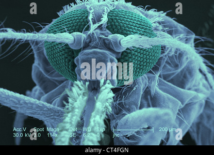 ANOPHELES GAMBIAE, SEM Foto Stock