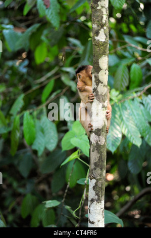 La Malesia, Borneo, Sepilok, Southern Pig-coda Macaque (Macaca nemestrina) femmina adulta nella foresta pluviale primaria Foto Stock