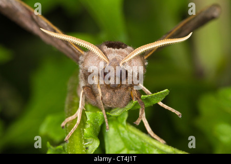 Colpo di testa di un Eyed Hawkmoth (Smerinthus ocellata) Foto Stock