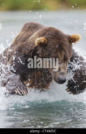 Nord America, STATI UNITI D'AMERICA, Alaska Geographic Harbour, Katmai National Park, l'orso bruno aka Orso grizzly Foto Stock