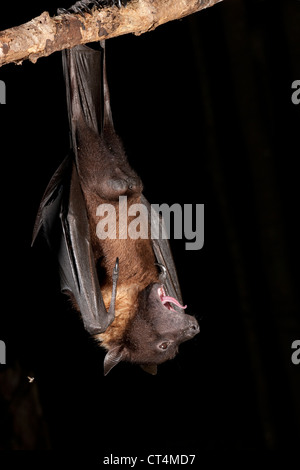 Nord America, USA, Pennsylvania, Hoothollow, frutta gigante Bat, dall'India. Foto Stock