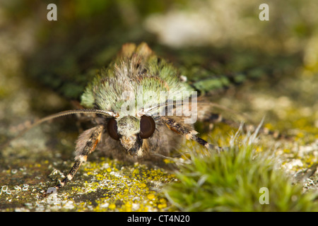 Colpo di testa di un verde archi (Anaplectoides prasina) moth Foto Stock