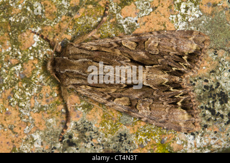 Archi scuro (Apamea monoglypha) moth mimetizzata contro lichen coperto rock Foto Stock