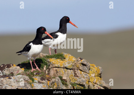 EURASIAN OYSTERCATCHER Foto Stock