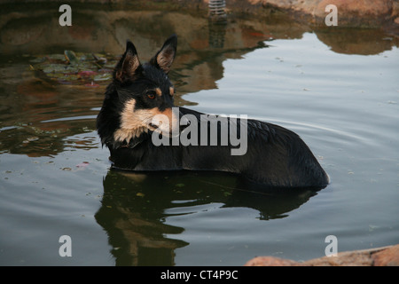 Un Kelpie assume un tuffo rinfrescante nel laghetto dopo una dura giornata nel paddock Foto Stock