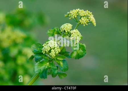 Alexanders (Smyrnium olusatrum) cresce sulle scogliere di Compton Bay sull'Isola di Wight in Inghilterra. Aprile 2012. Foto Stock