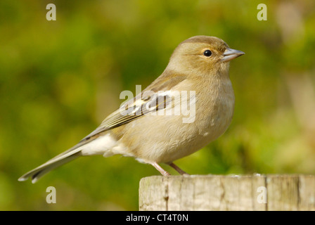 Femmina (fringuello Fringilla coelebs) al Denbies Hillside Su North Downs Way, Surrey, Inghilterra. Aprile 2012. Foto Stock