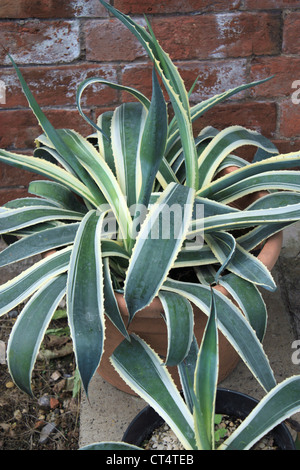 Secolo impianto (agave) Foto Stock