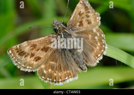 Squallido Skipper Butterfly - Erynnis tages Foto Stock