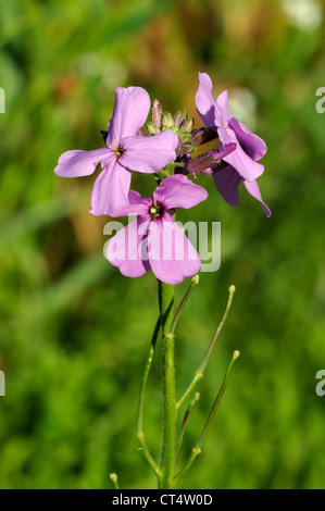 Dame di Viola - Hesperis matronalis Foto Stock