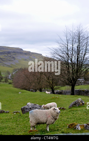 Pecore e di agnello in un campo di massi di pietra calcarea a cappella-le-Dale, Yorkshire Dales National Park, Inghilterra. Foto Stock