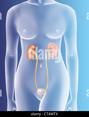 Il sistema urinario, disegno Foto Stock