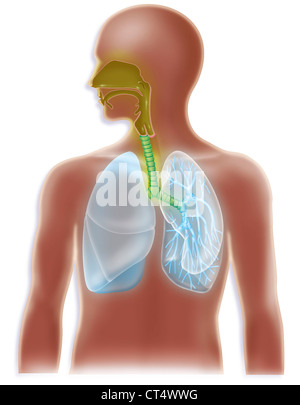 Influenza aviaria, disegno Foto Stock
