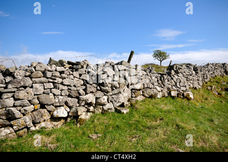 Lone Tree a cappella-le-Dale in Yorkshire Dales National Park, Inghilterra. Foto Stock