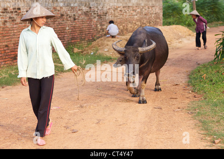 Un agricoltore vietnamita cammina il suo bufalo indiano di acqua in Duong Lam Village, Vietnam. Foto Stock