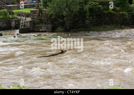 Il fiume Irwell a Summerseat vicino a Bury Dopo forti piogge estive con struttura pesante detriti essendo spazzato lungo. Foto Stock