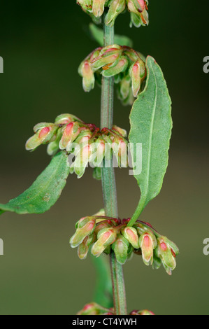 DOCK CLUSTER Rumex conglomeratus (Poligonacee) Foto Stock