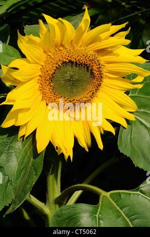 Un grande bellissimo il girasole Foto Stock