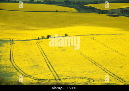 Campo pieno di semi di ravizzone o colza nel Buckinghamshire Foto Stock