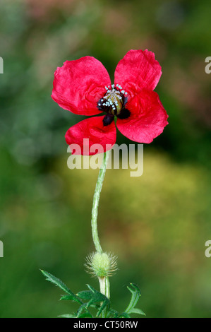 Ruvido al papavero Papaver hybridum (Papaveraceae) Foto Stock