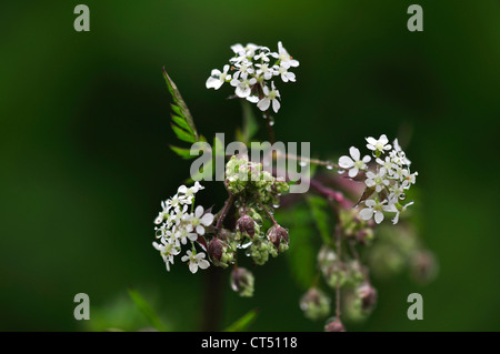 Il delicato fiore testa di mucca prezzemolo REGNO UNITO Foto Stock