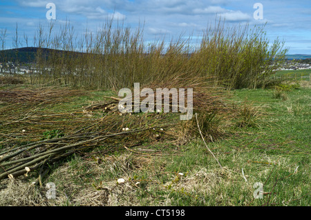 dh BIOMASSE UK Willow biomassa ricerca raccolto campo di prova scozia fonti rinnovabili uk combustibile fonti rinnovabili legno energia alternativa verde Foto Stock