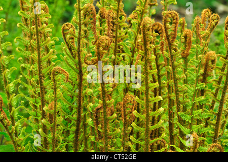 Un sacco di buckler di fronde di felce dispiegarsi nella primavera del Regno Unito Foto Stock