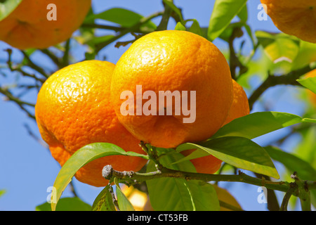 Arance mature su albero Foto Stock