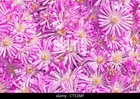 Fiore di paglia (elicriso) Foto Stock