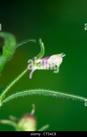 Piccolo TOADFLAX Chaenorhinum minus (Scrophulariaceae) Foto Stock