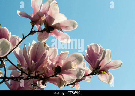 Fioritura Magnolia soulangeana Amabilis (piattino Magnolia), Smetanovy sady, Olomouc, Repubblica Ceca Foto Stock