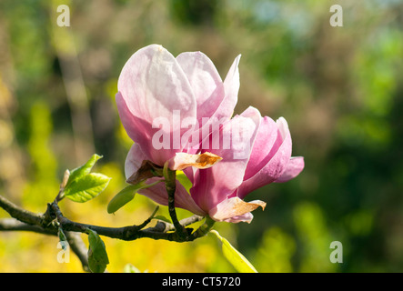 Fioritura Magnolia soulangeana Alexandrina (piattino Magnolia), Smetanovy sady, Olomouc, Repubblica Ceca Foto Stock