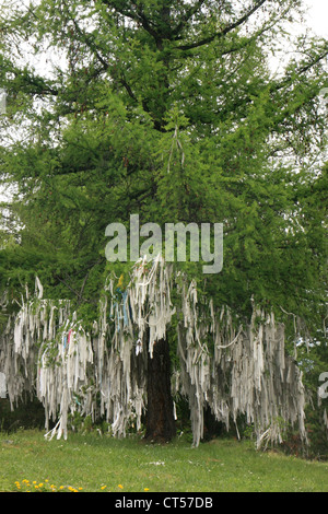 Albero sacro, Ulagansky pass, Altai, Siberia, Russia Foto Stock