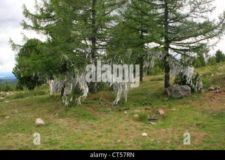 Alberi sacri, Ulagansky pass, Altai, Siberia, Russia Foto Stock