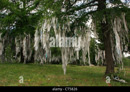 Alberi sacri, Ulagansky pass, Altai, Siberia, Russia Foto Stock