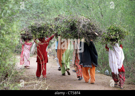 Le donne che trasportano legna da ardere raccolti sul suo teste, Uttar Pradesh, India Foto Stock