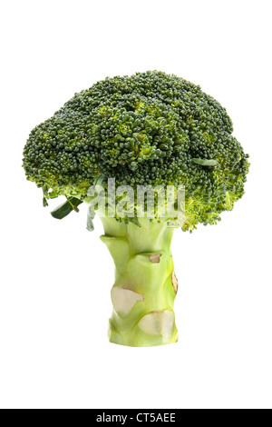 Broccoli freschi isolati su sfondo bianco. Foto Stock