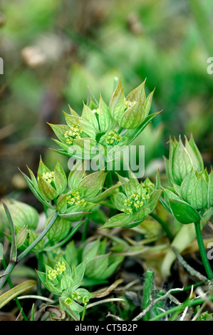 Piccola lepre è-orecchio Bupleurum baldense Foto Stock