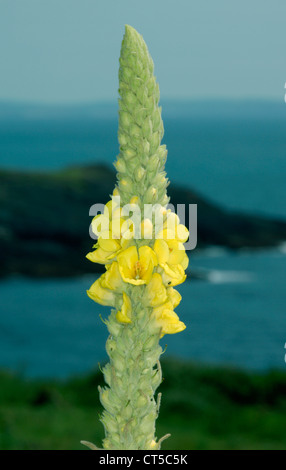 Grande MULLEIN Molène (thapsus Scrophulariaceae) Foto Stock