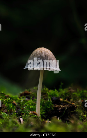 Un singolo luccicante inkcap (Coprinellus micaceus) crescendo attraverso moss in pezzata luce solare a Sevenoaks riserva faunistica, Kent. Foto Stock