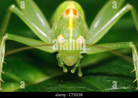 Un close-up su teh testa di un maschio adulto oak bush-cricket (Meconema thalassinum) in un giardino belvedere, kent. Settembre. Foto Stock