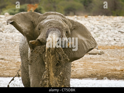 Un elefante africano soffiando acqua fangosa Foto Stock