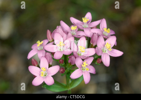 COMMON CENTAURY Centaurium erythraea (Gentianaceae) Foto Stock