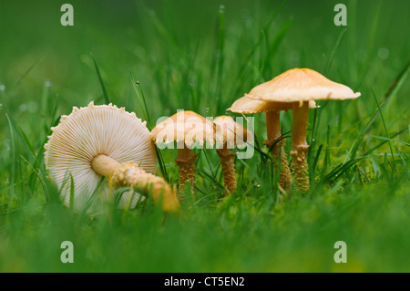 Un gruppo di terrose powdercaps (Cystoderma amianthinum) cresce in erba a Clumber Park, Nottinghamshire. Ottobre. Foto Stock
