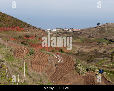 Agricoltura in campi terrazzati Erjos vicino a Tenerife Spagna Foto Stock